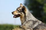 VASGOTASPETS 016